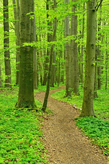 Hiking trail winds through semi-natural beech forest in spring