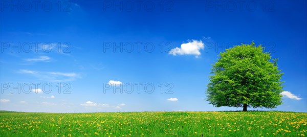 Solitary lime tree on green meadow