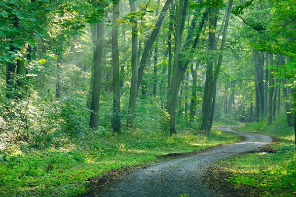 Hiking trail winds through light-flooded forest