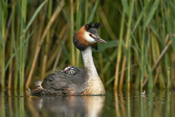 Great crested grebe