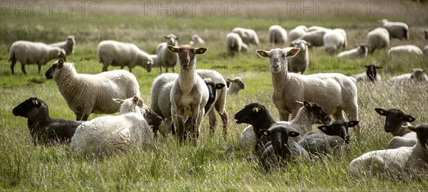 Sheep on the island of Hiddensee