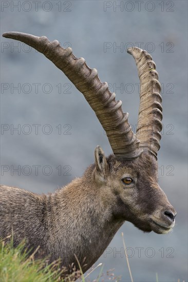 Ibex