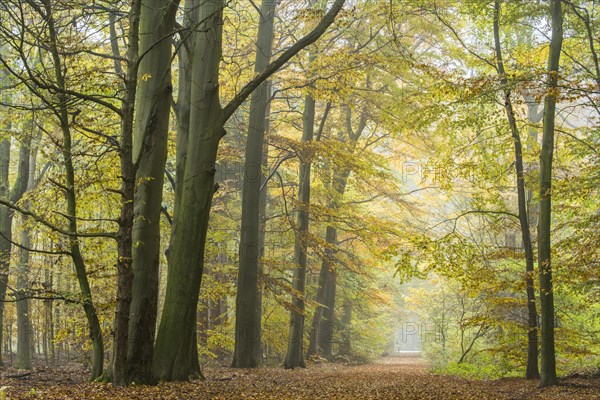 Autumn in the jungle Baumweg