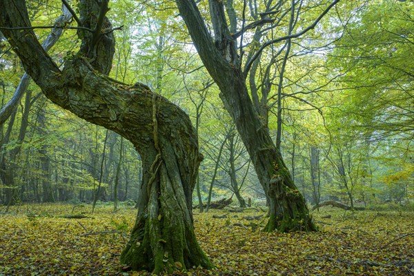 Autumn in the jungle Baumweg