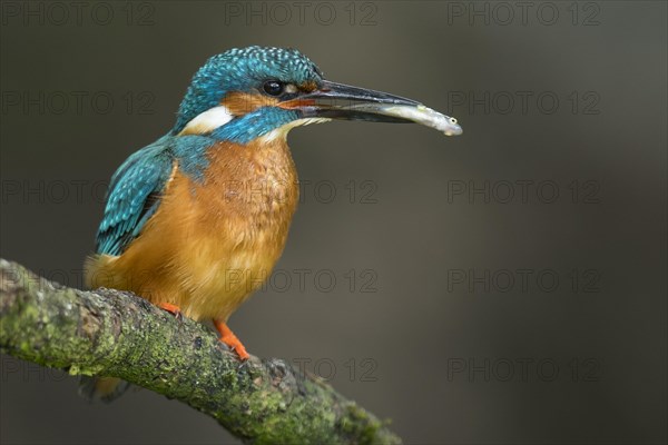 Common kingfisher