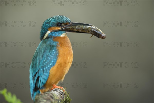 Common kingfisher