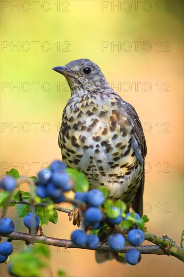 Song thrush