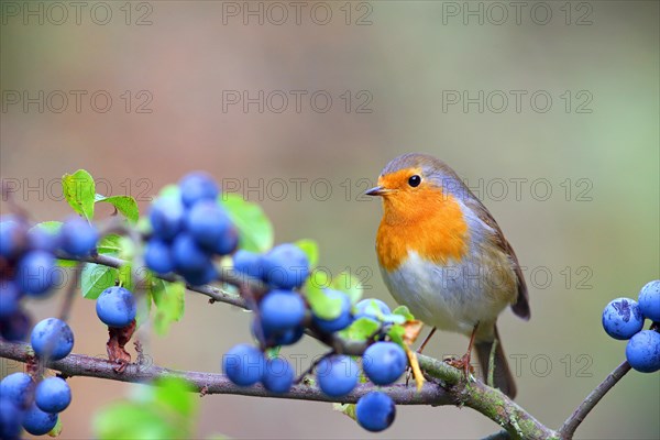 European robin