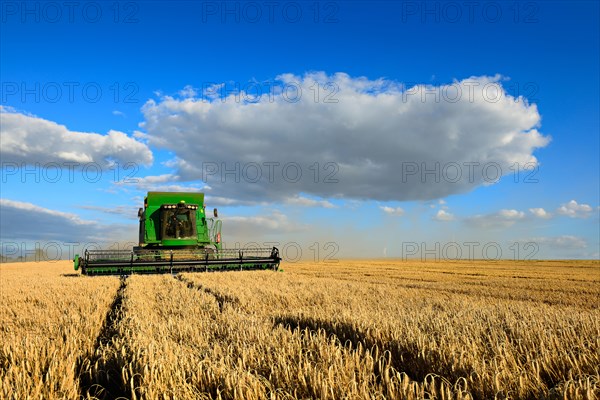 Combine harvester in a cornfield harvesting barley