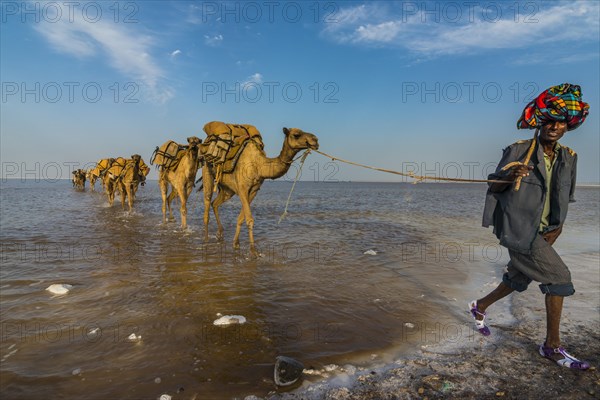 Camels loaded with rock salt plates walk through a salt lake