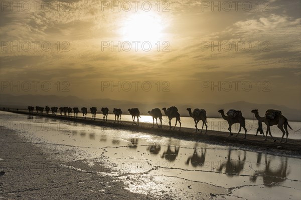 Camels loaded with rock salt plates walk through a salt lake