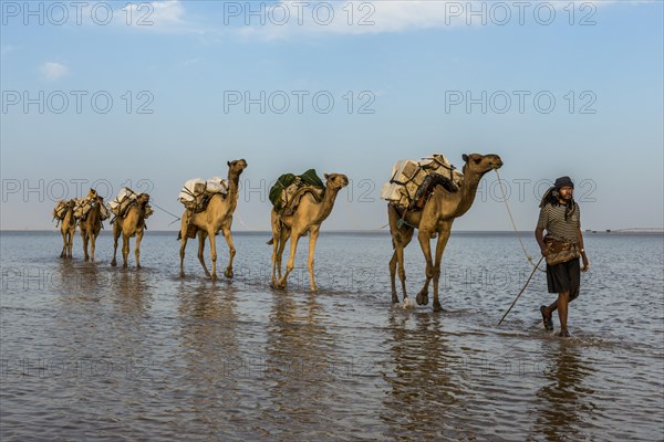 Camels loaded with rock salt plates walk through a salt lake