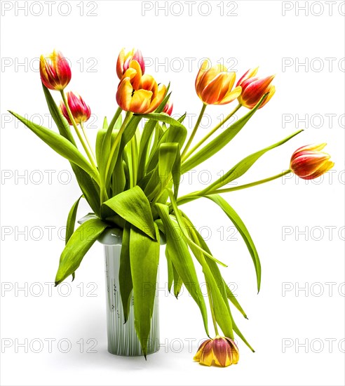 Tulip bouquet