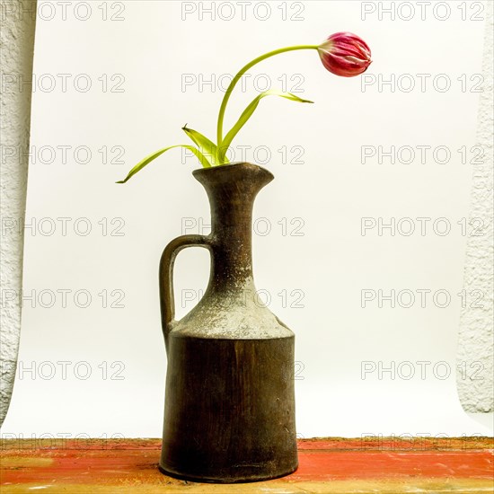 Red Tulip