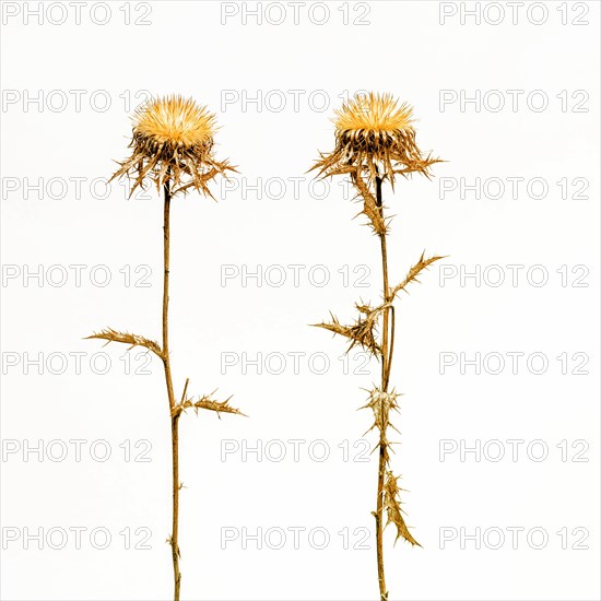 Golden thistles