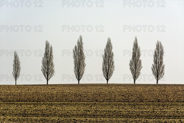 Row of trees in a field