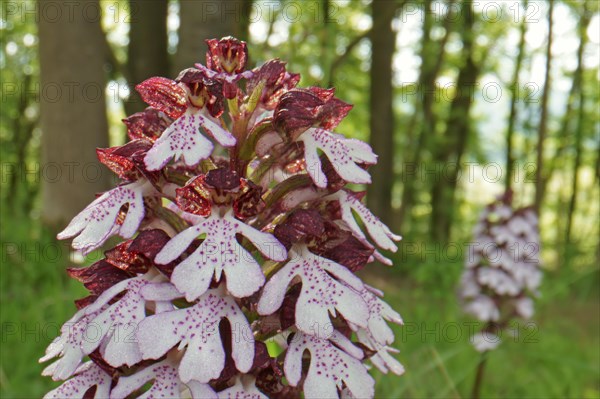 Northern marsh-orchid