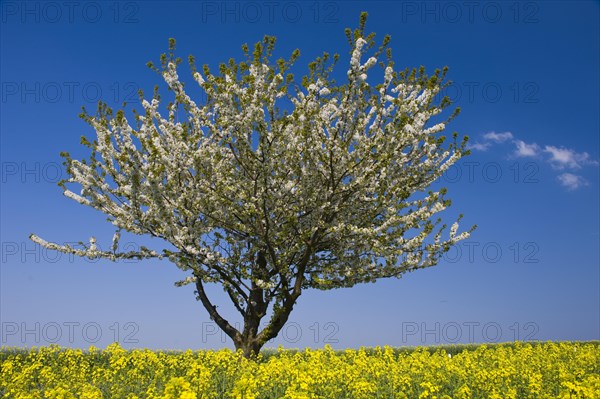 Flowering cherry tree