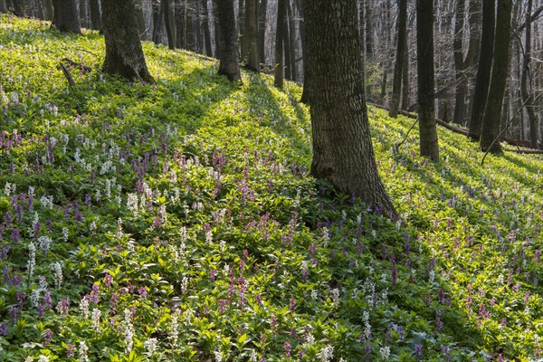 Hollow larkspur