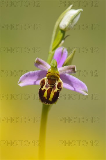 Bee orchid