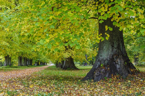 Autumnal avenue in the Putbus castle park