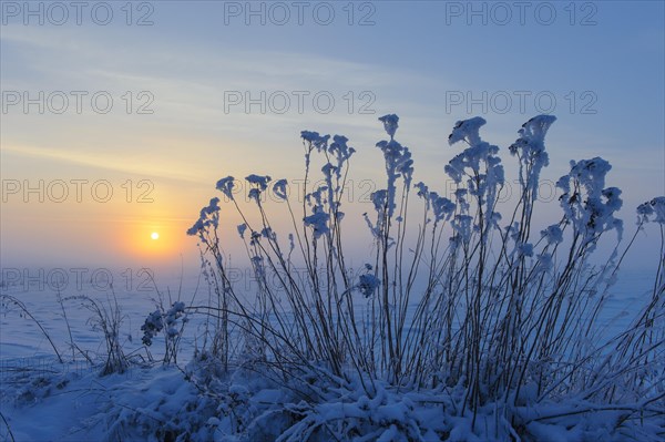 Tansy