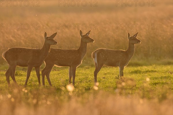 Herd of bald deer of the red deer