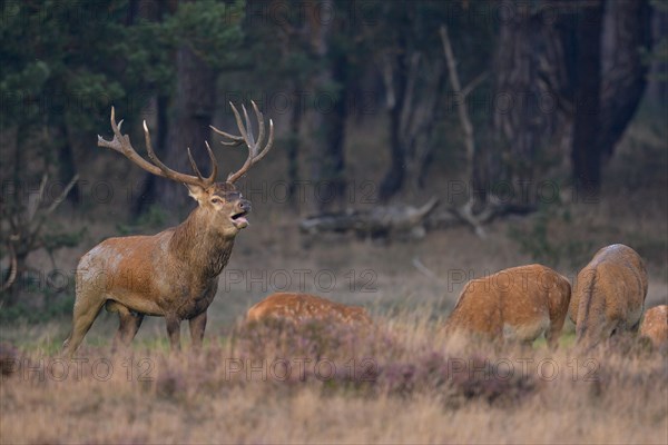 Tube transmitter red deer