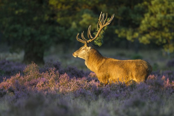 Strong red deer