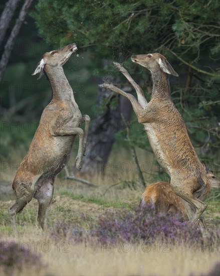 Alt animals in dispute of the red deer