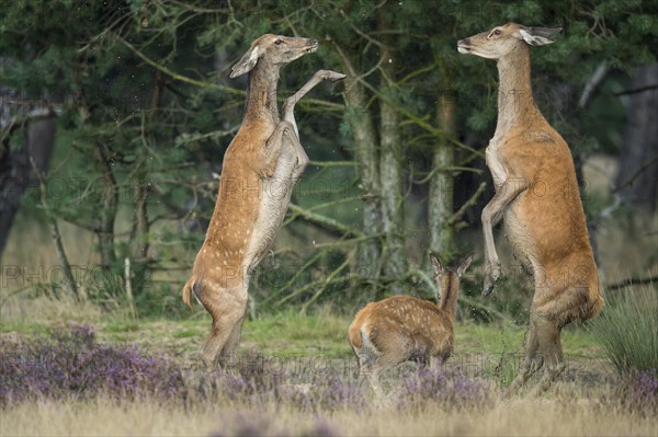 Alt animals in dispute of the red deer