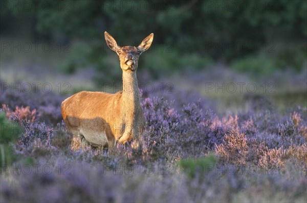 Alto-animal of the red deer