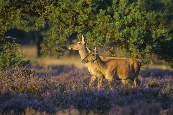 Two alto-animals of the red deer