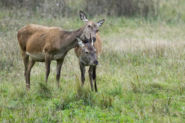 Malamute and calf of red deer