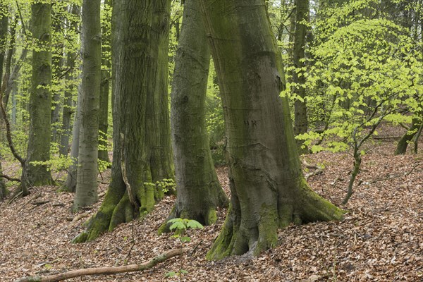 Beech trees