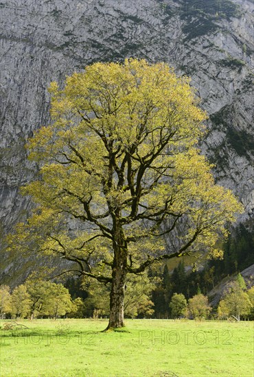 Maple