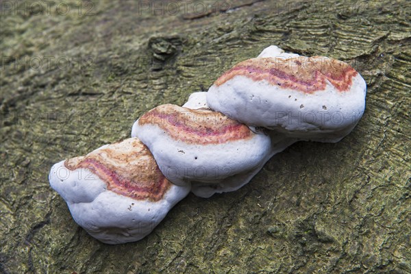 Red Banded Polypore