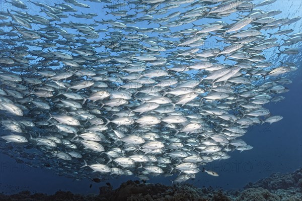 Swarm of spiny mackerel