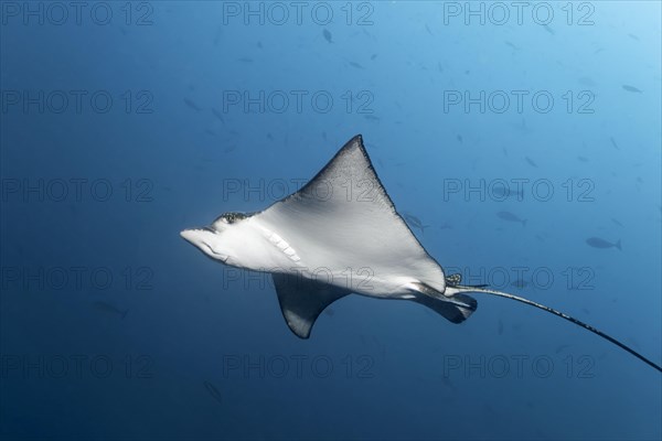 Spotted eagle ray