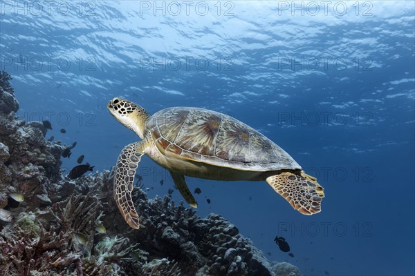 Green turtle