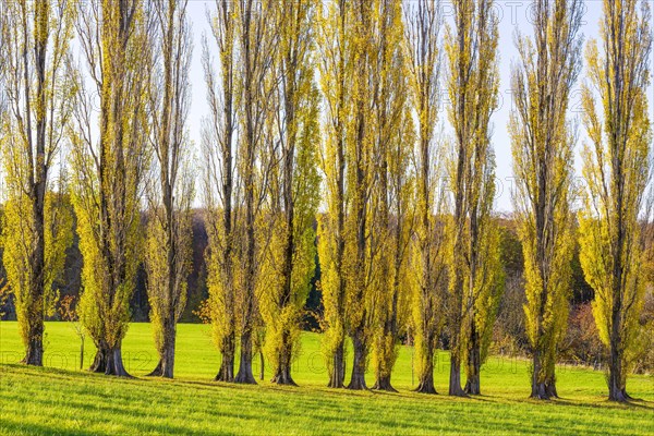 Columnar poplar avenue