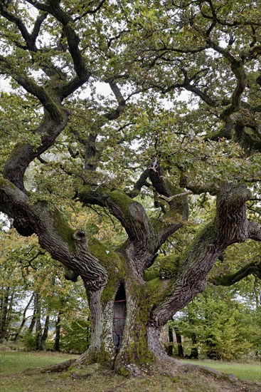 English oak