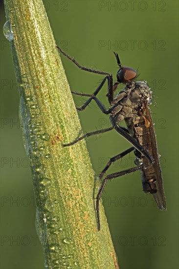 Robber fly