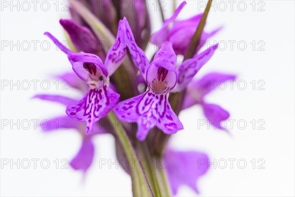 Southern marsh orchid