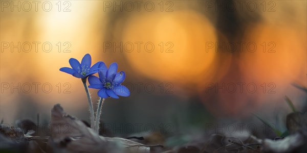 Two flowering liverworts