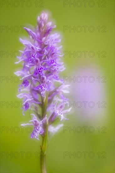 Southern marsh orchid