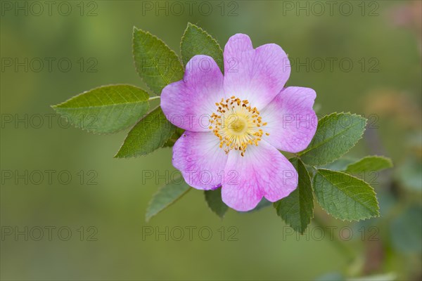 Flowering dog rose