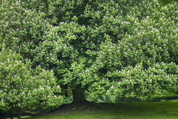 Flowering chestnut in the castle park in Putbus