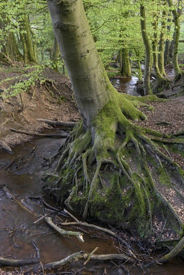 Beech trees