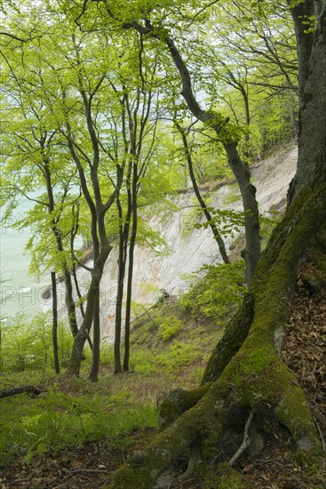 Beech trees